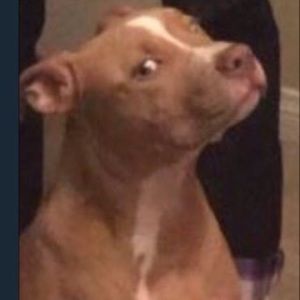 Meet your Posher, Devon